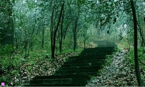 二一拍英语就能翻译出来的软件