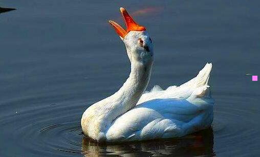 三软件下载网站兔