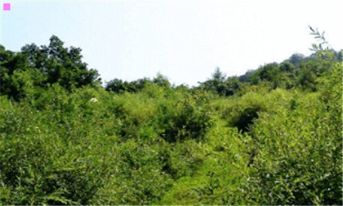 二美国白人姑娘喜欢黑人吗