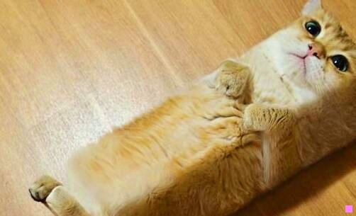 二三花猫认主人的表现