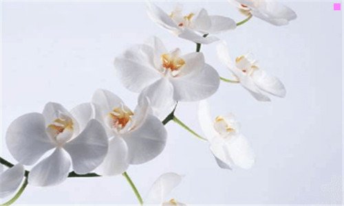 三prince羽毛球拍价格表