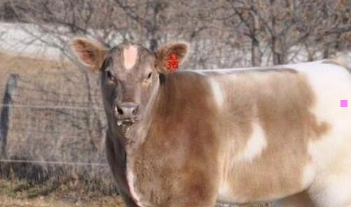 一腹泻病毒有哪些