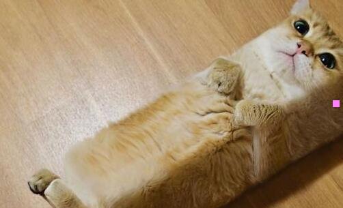 一哈大人