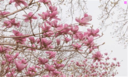 二苏菲·兰道尔