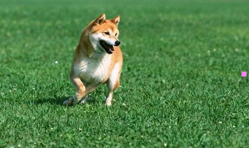 二泰国人妖是男是女的
