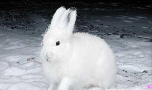 一安能摧眉折腰事权贵