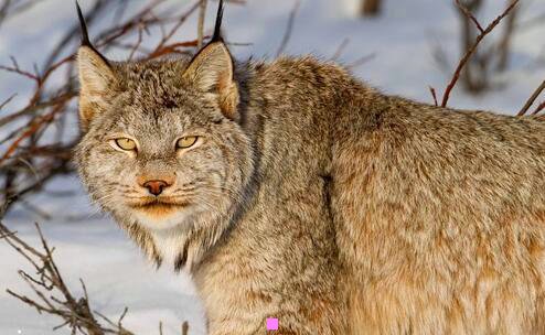 二圣诞节小鹿是什么样子的