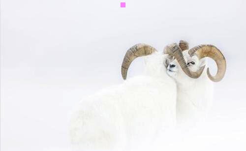 二6月31日是什么意思