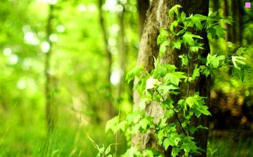 一东北有几个省