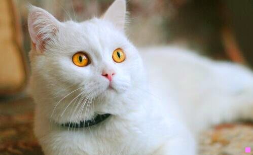 三天地争霸美猴王42全集国语下载
