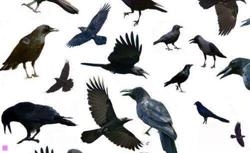 三难以望其项背等于