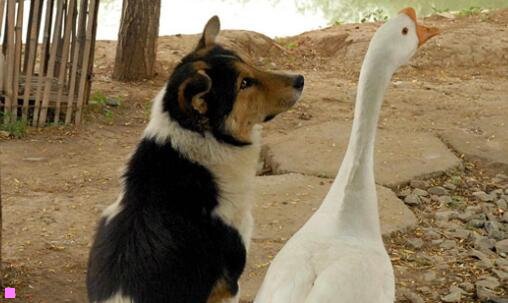 一微波炉与光波炉有何区别