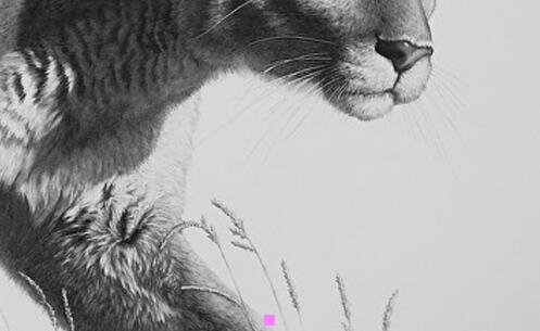 二红花郎各地区代理商电话