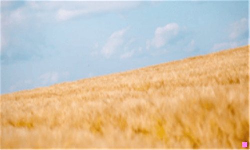 三易宠科技是干什么的