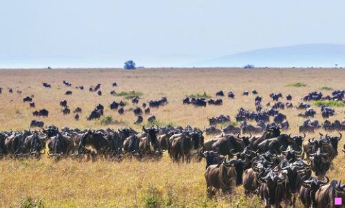 三仙家通关文牒到底是什么