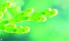 龙堂-电视剧海龙堂全集
